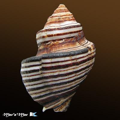 Opeatostoma pseudodon (Burrow, 1815) - Imagem 2