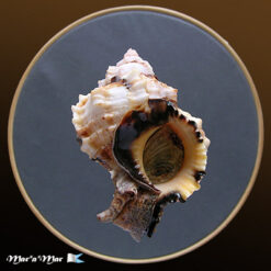 Phyllonotus margaritensis (Abbott, 1958)
