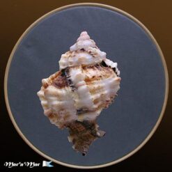 Phyllonotus margaritensis (Abbott, 1958) - Imagem 2