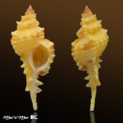 Chicoreus coltrorum E. Vokes, 1991
