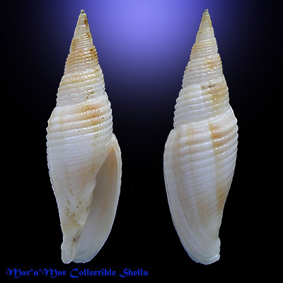 Subcancilla larranagai (Carcelles, 1947)