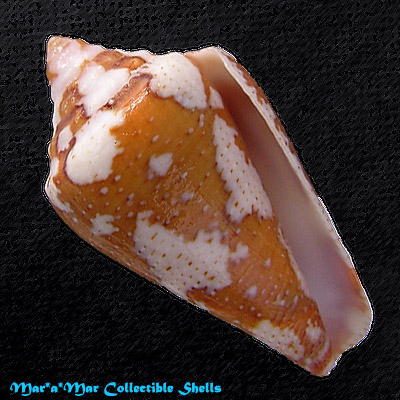 Tenorioconus curassaviensis Hwass, 1792