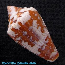 Tenorioconus curassaviensis Hwass, 1792 - Imagem 2