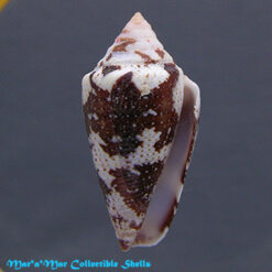 Tenorioconus curassaviensis Hwass, 1792