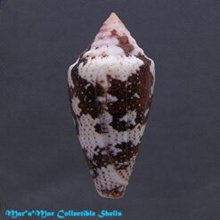 Tenorioconus curassaviensis Hwass, 1792 - Imagem 2