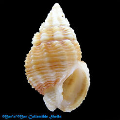Nassarius cf. albus (Say, 1826)