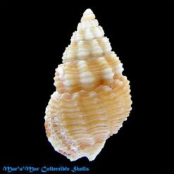 Nassarius cf. albus (Say, 1826) - Imagem 2