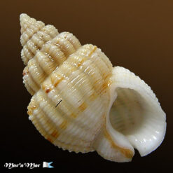 Nassarius albus (Say, 1826)