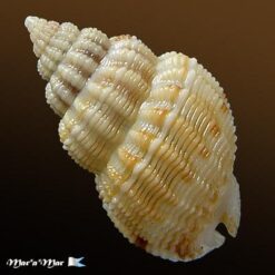 Nassarius albus (Say, 1826) - Imagem 2