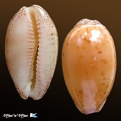 Cypraea (Luria) cinerea brasiliensis L. & H., 1993