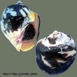 Thais melones Duclos, 1832