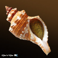 Pleuroploca aurantiaca (Lamarck, 1816)