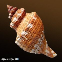 Pleuroploca aurantiaca (Lamarck, 1816) - Imagem 2
