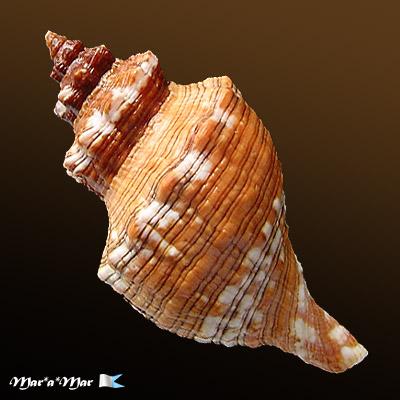 Pleuroploca aurantiaca (Lamarck, 1816) - Imagem 2