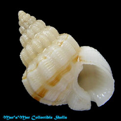 Nassarius antillarum (Orbigny, 1842)