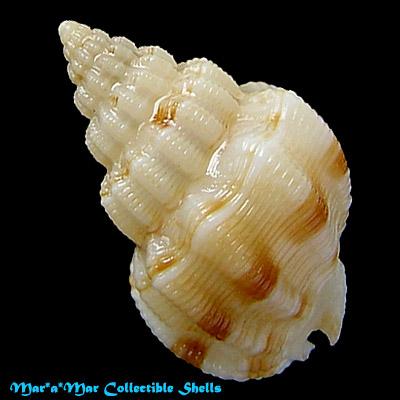 Nassarius antillarum (Orbigny, 1842) - Imagem 2