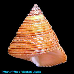 Calliostoma sp.