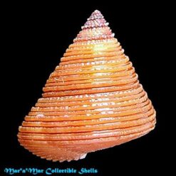Calliostoma sp. - Imagem 2