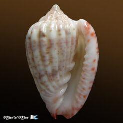 Glabella obtusa (Sowerby, G.B. II, 1846)