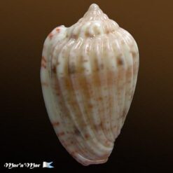 Glabella obtusa (Sowerby, G.B. II, 1846) - Imagem 2