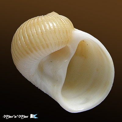 Natica sulcata (Born, 1778)
