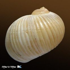 Natica sulcata (Born, 1778) - Imagem 2