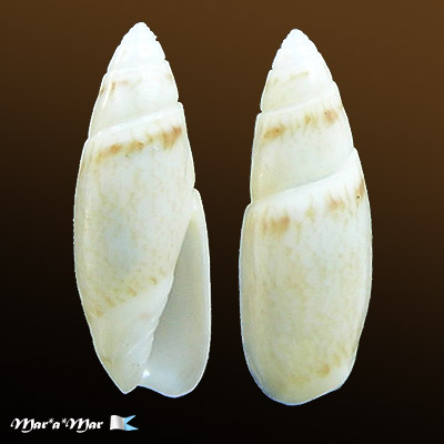 Olivella cf. defiorei Klappenbach, 1964