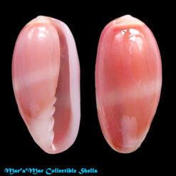 Volvarina rubella (C.B.Adams, 1845)