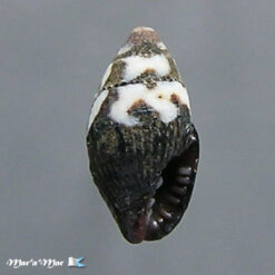 Vexillum puella Reeve, 1845