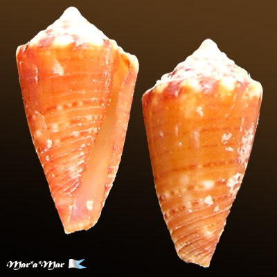 Conus schirrmeisteri Coltro, 2004