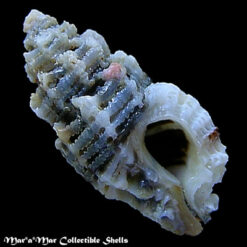 Favartia erosa (Broderip, 1833)