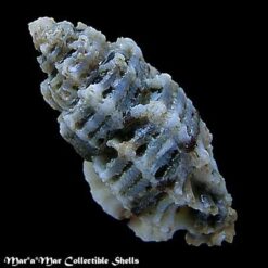 Alternative view of Favartia erosa (Broderip, 1833)