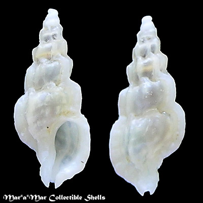 Aspella cryptica Radwin & D´Attilio, 1976