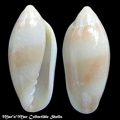 Volvarina sp.