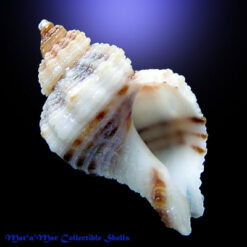 Urosalpnix haneti Petit,1856