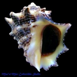 Alternative view of Thais speciosa Valenciennes, 1832