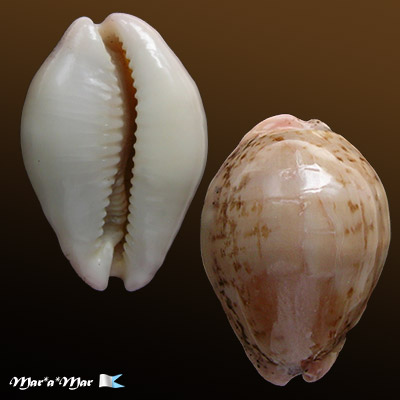 Cypraea (Luria) cinerea brasiliensis L. & H., 1993