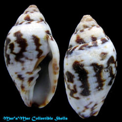 Mitra litterata Lamarck, 1811