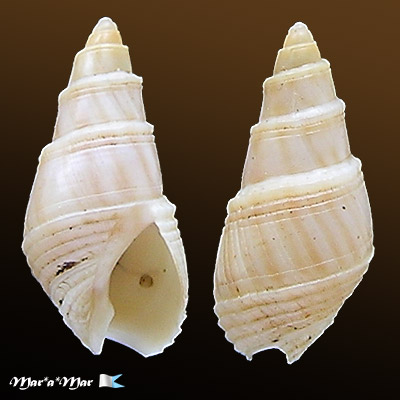 Bullia sp.