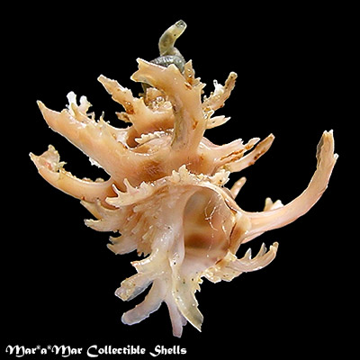 Babelomurex spinosus (Hirase, 1908)