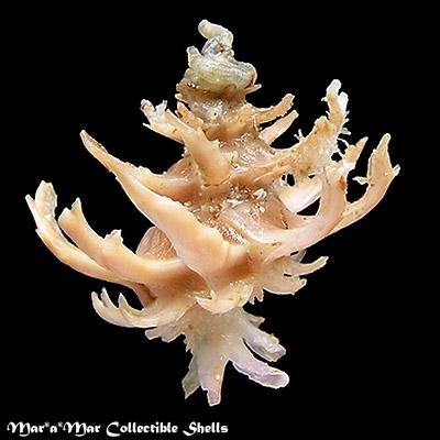 Babelomurex spinosus (Hirase, 1908) - Image 2