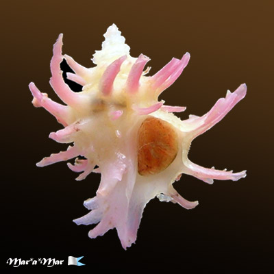 Babelomurex diadema (A. Adams, 1854)