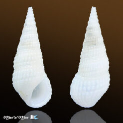 Rissoina cancellata Philippi, 1847