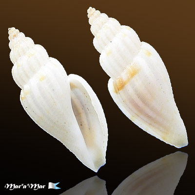 Eucithara cf. cithara (Hinds, 1843)