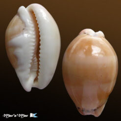 Cypraea cf. cinerea Gmelin, 1791