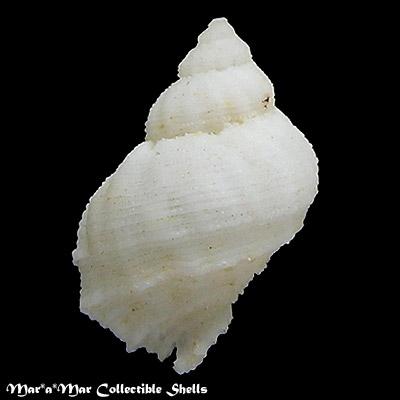 Coralliophyla sp. - Imagem 2