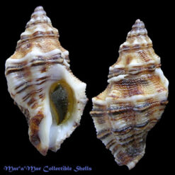 Ergalatax contractus (Reeve, 1846)