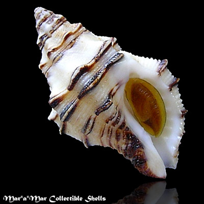 Ergalatax contractus (Reeve, 1846)