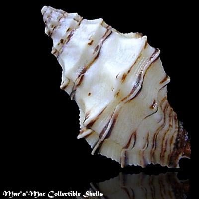 Ergalatax contractus (Reeve, 1846) - Imagem 2