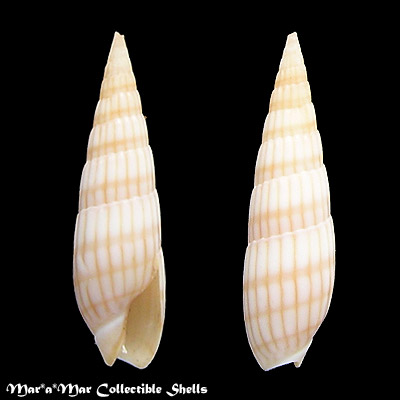 Terebra aff. cerithina Lamarck, 1822